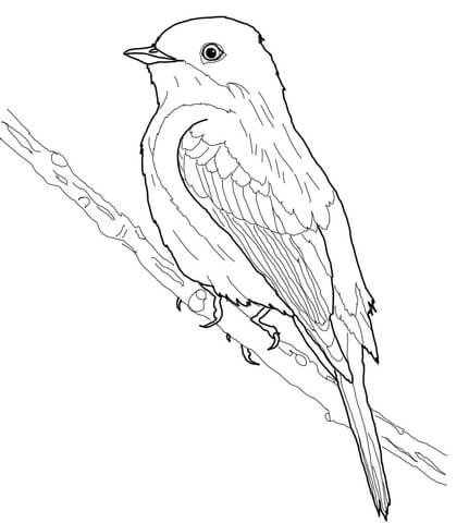 Eastern Phoebe Coloring Page